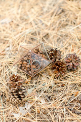 Engagement rings in nature