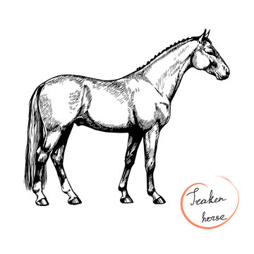 vector graphic illustration farm riding and trotting Trakehner horse