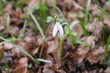 Tender white primrose snowdrop blossomed in the spring forest