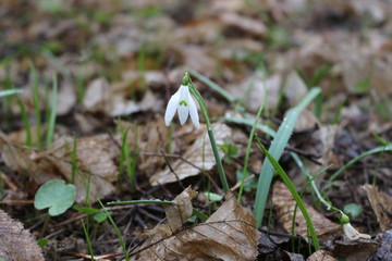 Tender white primrose snowdrop blossomed in the spring forest