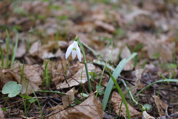 Tender white primrose snowdrop blossomed in the spring forest