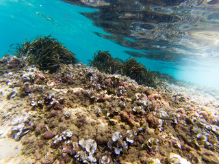 Underwater view  with some rocks and moss