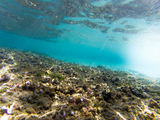 Underwater view  with some fishes and rocks.