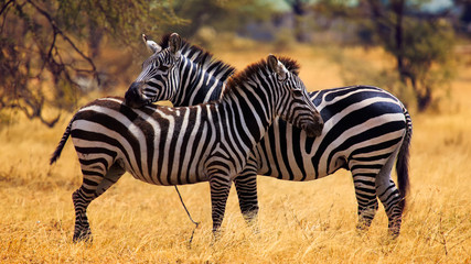 Fototapeta na wymiar Zebra hanging out in pairs [shoulder to shoulder or head to tail] theoritically to confuse lions OR allow both to watch for predators. Standing against blurred background.