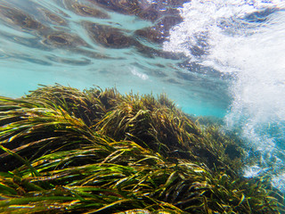 Underwater view  with some rocks and moss