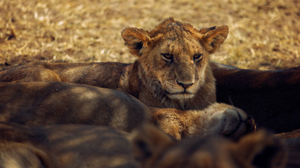 a young lion cub sitting lazy under shadow of tree on a sunny hot day