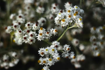 Plants in the botanical garden