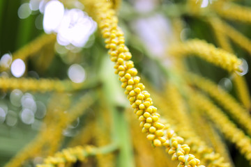 green leaf in the park