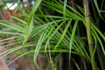 Fresh Green Plants in Botanical Garden