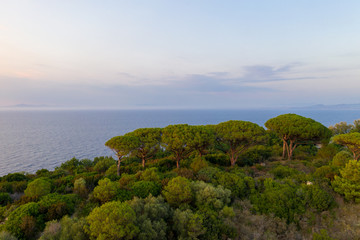 Trees on top of mountain in the island of Ischia, italy