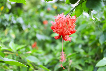 Flowers in Botanical Garden