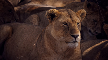 Obraz premium portrait of beautiful lioness resting on sunny afternoon
