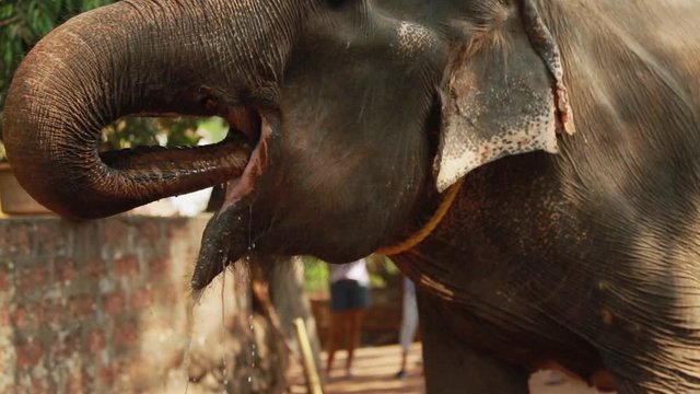 Goa, India. Indian Elephant Drink Water. slow motion.
