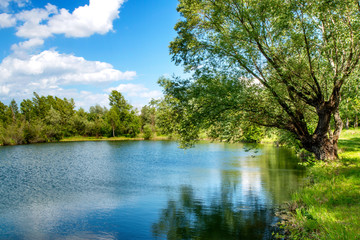 Obraz premium Big Tree By The Lake On A Sunny Summer Day Is Perfect For Picnic