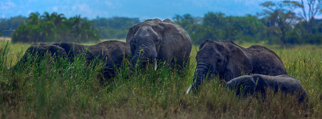 Naklejka na ściany i meble parade of african elephants (Loxodonta africana) foraging in savannah grassland. Matriarch, the female leader seems to be in the middle., the female leader seems to be in the middle.