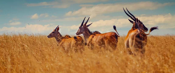 Giant Eland [Taurotragus Oryx] © Anil