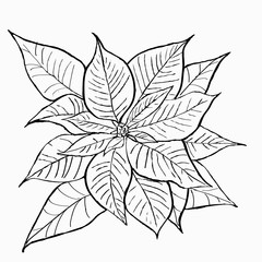 puansetia flower  Line doodle hand drawing