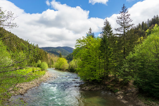 mountain river among the forest in spring. trees, grass and stoner on the shore. beautiful nature landscape. wonderful sunny weather with gorgeous sky