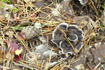 Phellodon connatus growing in coniferous environment