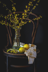 Dark mood still life with blooming Forsythia branches and citruses on a vintage chair