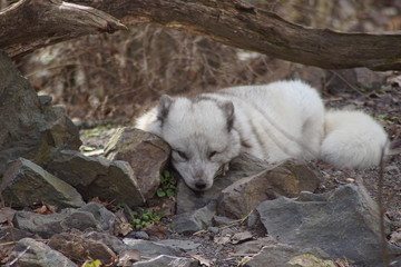  renard