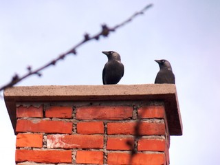 Two crows on the chimney