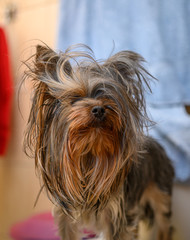 Close up portrait of young Yorkshire terrier female puppy before taking the shower. Lovely pets care at home concept.