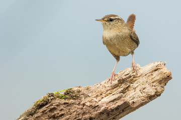 A european wren (Troglodytes troglodytes)