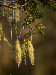 Old man’s beard (Usnea barbata) lichen growing on trees. Eastern Cape. South Africa