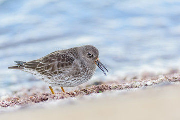 A purple sandpiper (Calidris maritima)