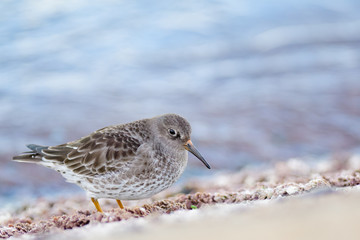 A purple sandpiper (Calidris maritima)