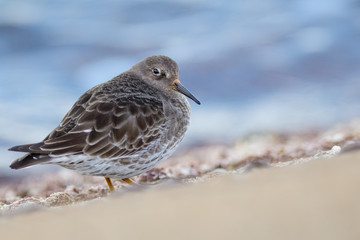 A purple sandpiper (Calidris maritima)