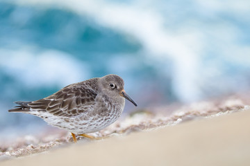 A purple sandpiper (Calidris maritima)