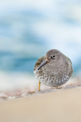 A purple sandpiper (Calidris maritima)