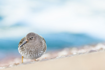 A purple sandpiper (Calidris maritima)
