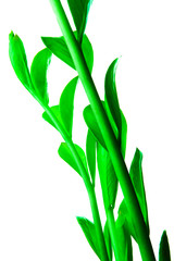 Frash green leaves of houseplant isolated on white backrgound. Spring concept. Vertical.