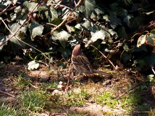 a little sparrow on the grass