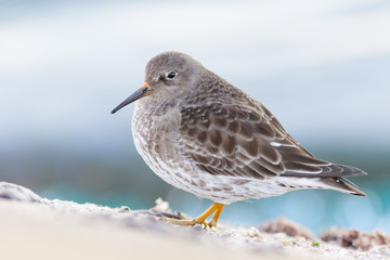 A purple sandpiper (Calidris maritima)