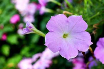Purple flower nature with leave background 