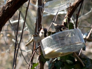 a small sparrow on a feeder