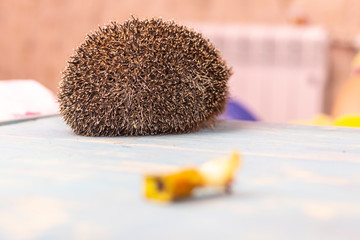 Hedgehog on a wooden background in retro style. Dark lighting. Hand in a glove of dark color. Hard shadows. Shallow depth of field