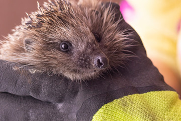 Hedgehog in the arms. Dark lighting. Hand in a glove of dark color. Hard shadows. Shallow depth of field
