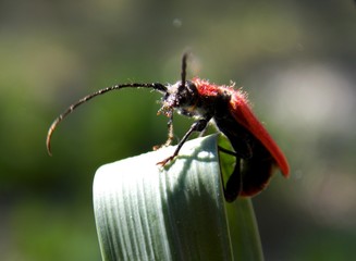 red beetle on the grass