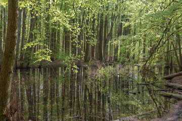 Mirrored trees in water on the Island of Ruegen, Mecklenburg-Vorpommern, Germany
