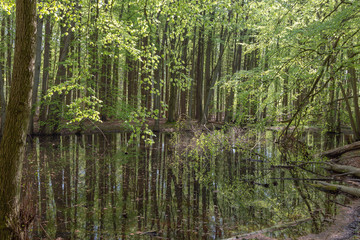 Fototapeta premium Mirrored trees in water on the Island of Ruegen, Mecklenburg-Vorpommern, Germany