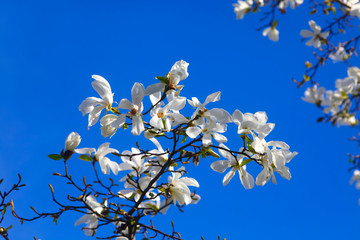 Magnolienblüte
