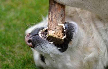 A white dog with strong teeth playing biting a stick
