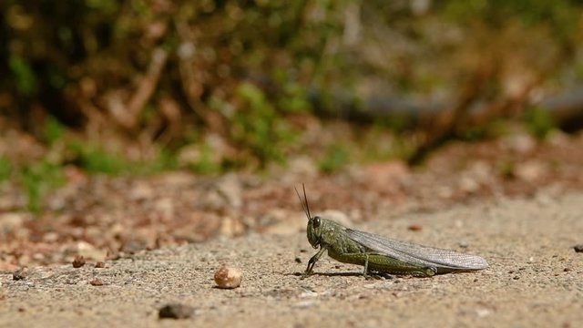 An Egyptian Locust sitting on the ground, jumping and flying away