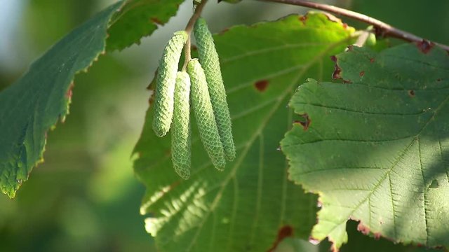 beautiful organic catkins of common hazel, Corylus avellana.