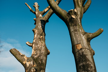 Old trees in the park